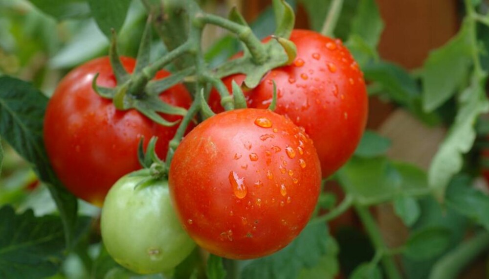 SNEGLESNACKS: Tomater står høyt på listen over sneglenes yndlingsmat.