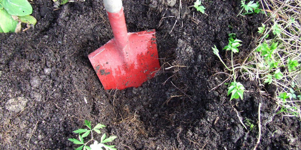 GRAV HULL TIL PLANTA:  Løs opp jorda på plantestedet godt med stikkspade eller spadegreip.