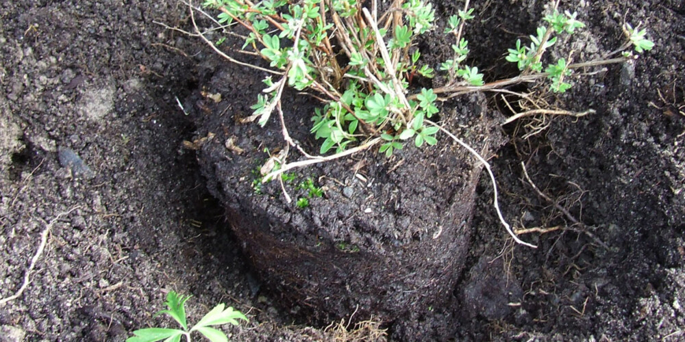 RIKTIG HØYDE: Sett planten i plantehullet, og sjekk at den kommer i riktig høyde. Overflata på jorda i potta skal være på høyde med jorda rundt når du har fylt tilbake jord.