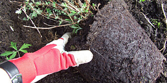 ROTSNURR: Sjekk om planten har rotsnurr (at røttene kveiler seg tett rundt og rundt) - da lønner det seg å klippe opp røttene. Denne ser fin ut.