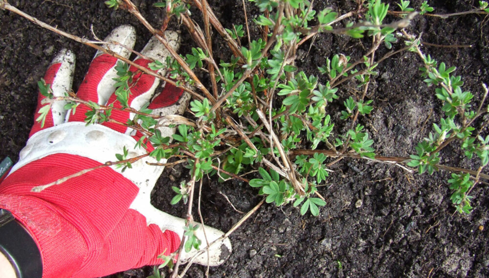 FYLL OG TRYKK: Fyll tilbake jord. Eventuelt skadde plantedeler fjernes.
Trykk jorda på plass så det ikke blir luftlommer rundt planta. FYLL OG TRYKK: Fyll tilbake jord. Eventuelt skadde plantedeler fjernes.
Trykk jorda på plass så det ikke blir luftlommer rundt planta.