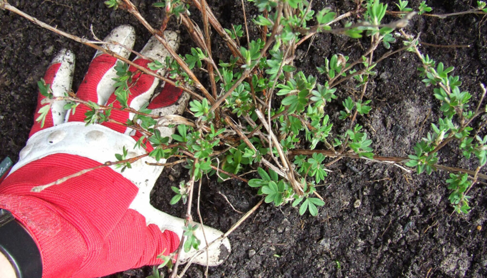 FYLL OG TRYKK: Fyll tilbake jord. Eventuelt skadde plantedeler fjernes. 
Trykk jorda på plass så det ikke blir luftlommer rundt planta.