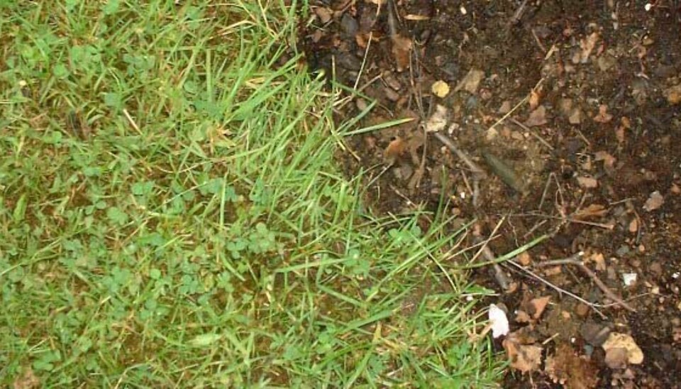 Alt kan repareres - også bare flekker i plenen.