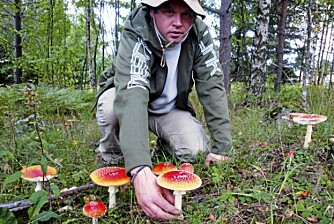 PASS OPP: Rødfluesopp vet de fleste at er giftig ¿ og ikke skal plukkes. Men det er andre sopper i skogen som er farligere, selv om de ikke på samme måte skriker ut at de er giftige. PASS OPP: Rødfluesopp vet de fleste at er giftig ¿ og ikke skal plukkes. Men det er andre sopper i skogen som er farligere, selv om de ikke på samme måte skriker ut at de er giftige.