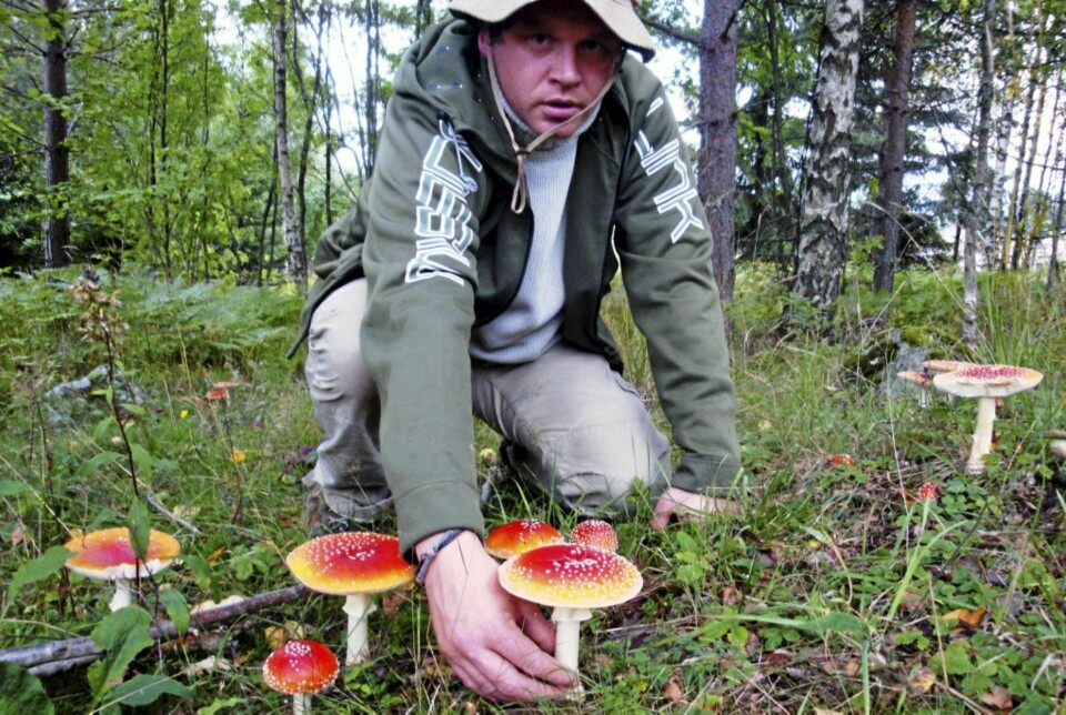 PASS OPP: Rødfluesopp vet de fleste at er giftig ¿ og ikke skal plukkes. Men det er andre sopper i skogen som er farligere, selv om de ikke på samme måte skriker ut at de er giftige.