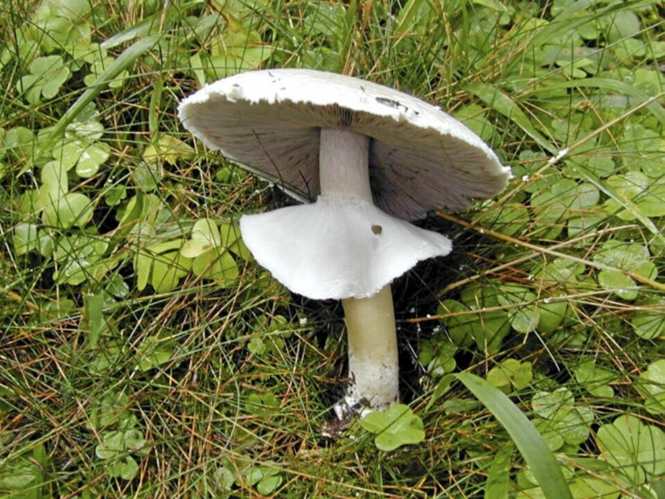 SJAMPINJONG: Har aldri helt hvite skiver.