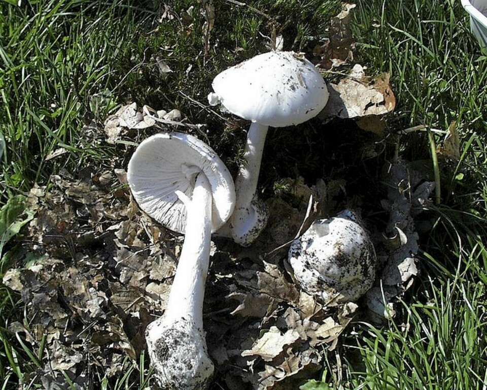 HVIT FLUESOPP: Er helt hvit i alle ledd.