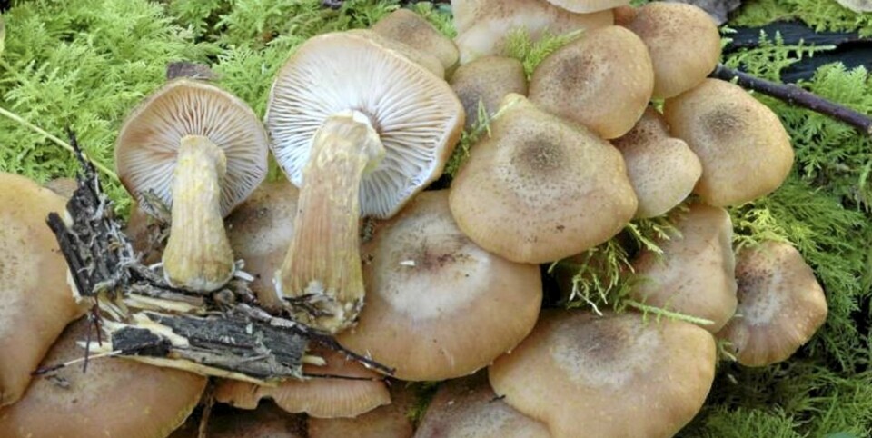 HONNINGSOPP: Regnes av mange som matsopp. Dette er soppen som forgifter flest mennesker i året.