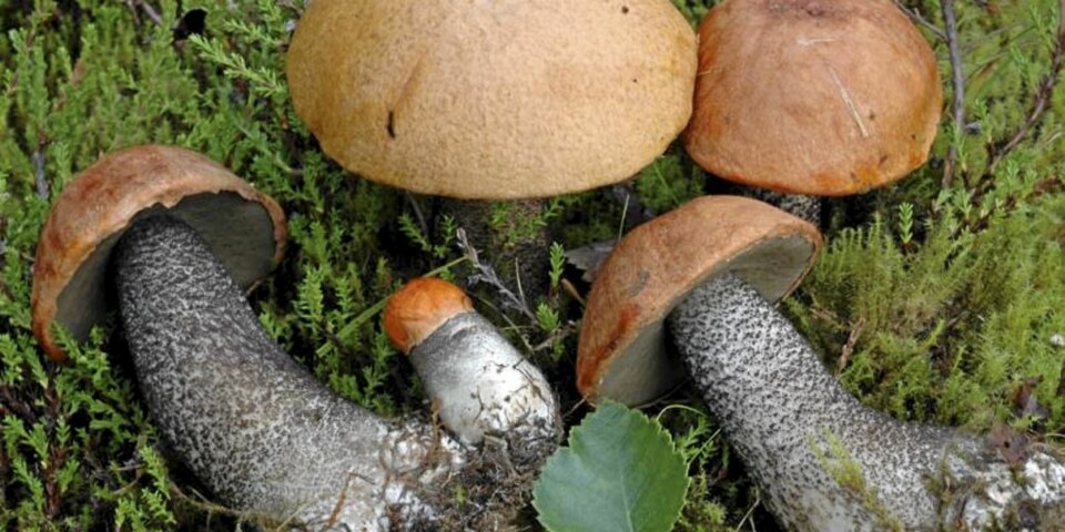 RØDSKRUBB: En av de soppene som flest forgiftes av , ettersom den trenger kyndig varmehendling før den er spiselig.