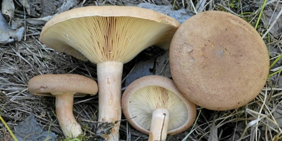 LAKRISRISKE: Forgifter mange hvert år. Hold deg unna!