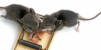 EFFEKTIV: Den klassiske klappfella er effektiv mot mus. Du bør variere åtet for å holde musen interessert i fella.