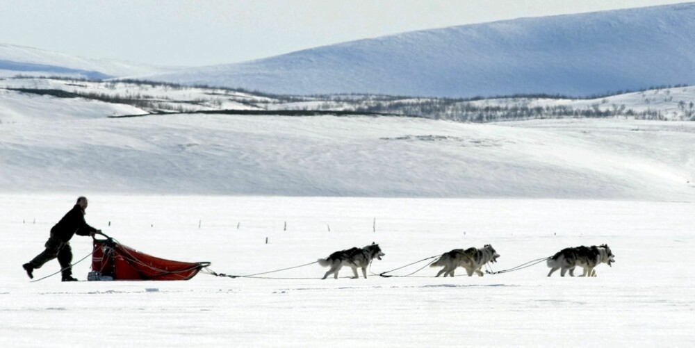 HUNDEKJØRING: På Svalbard kan du prøve hundekjøring så å si året rundt. HUNDEKJØRING: På Svalbard kan du prøve hundekjøring så å si året rundt.