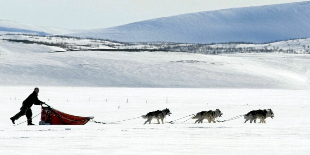 HUNDEKJØRING: På Svalbard kan du prøve hundekjøring så å si året rundt.