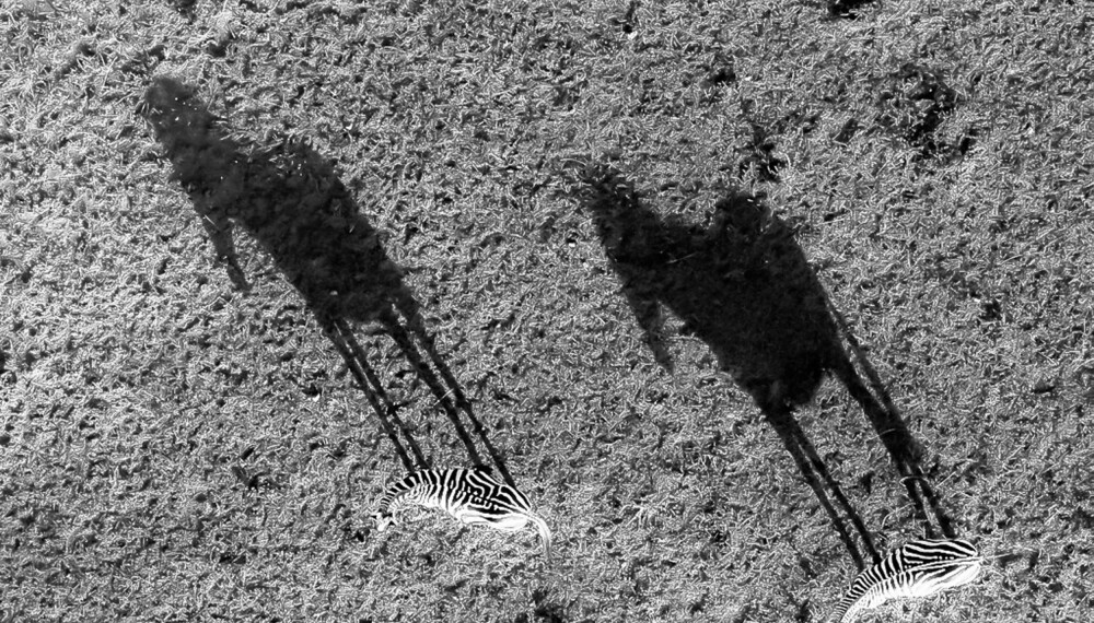 "Perspektiv" er ett av Erik Toveruds to gullbilder i årets første runde av Villmarkslivs fotojakt. Et spennende og uvanlig bilde av to sebraer.