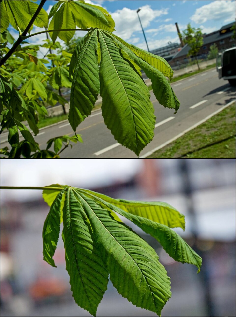 Samme motiv fotografert med vidvinkel (øverst) og tele (nederst).