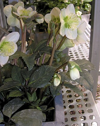 JULEROSE: Også kalt helleborus niger, trives også i krukke. JULEROSE: Også kalt helleborus niger, trives også i krukke.
