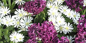 LØKBLOMSTER: Det er ingen til grunn å vente med å sette dem ut. LØKBLOMSTER: Det er ingen til grunn å vente med å sette dem ut.