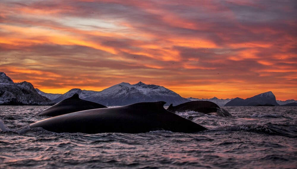 Audun Rilkardsen er årets vinner av NM i Naturfoto - gratulerer! Hele 19 gullbilder har han fått igjennom årets konkurranse - dette er et av dem: Havets giganter.