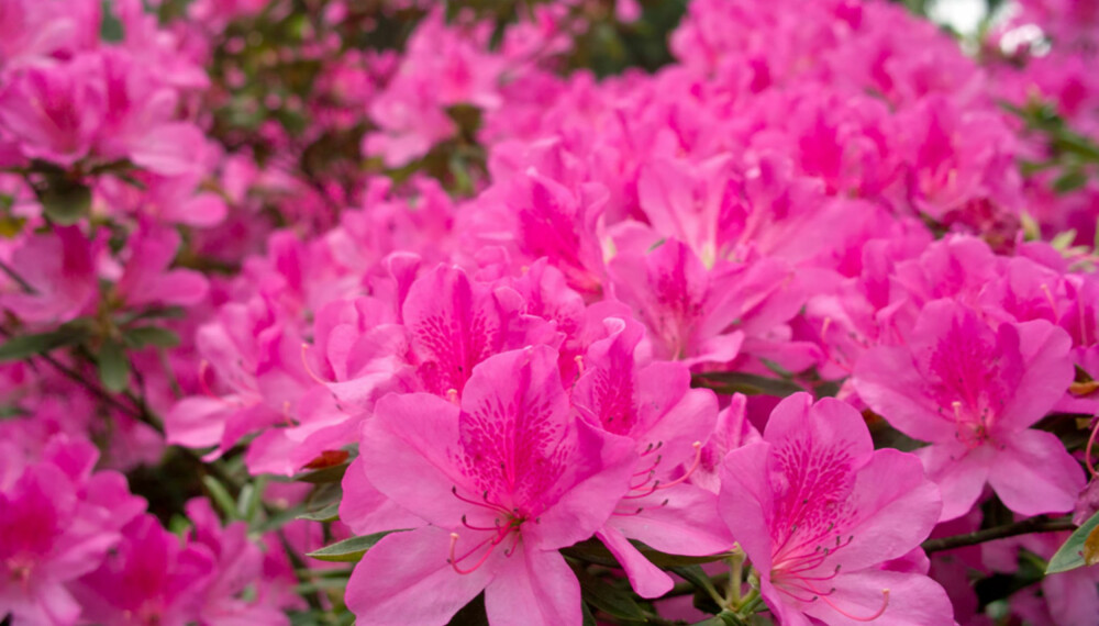 AZALEA: Intens rosablomstrende azalea er et blikkfang i surjordsbedet.