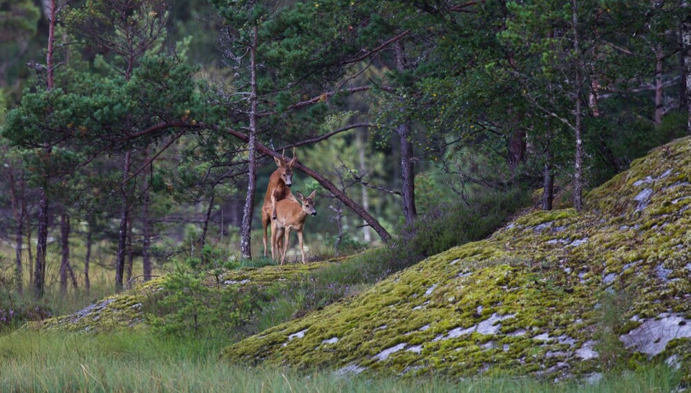 Vidar Lundes flotte bilde av rådyrparing i skogen ble ett av rundens syv gullbilder.