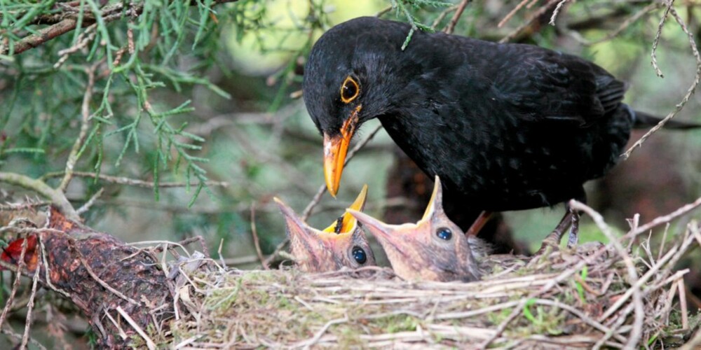 FJERN REIR: Når fuglene har fløyet, kan du fjerne reiret for å hindre spredning av lopper. Her en svarttrost som mater sine små.
