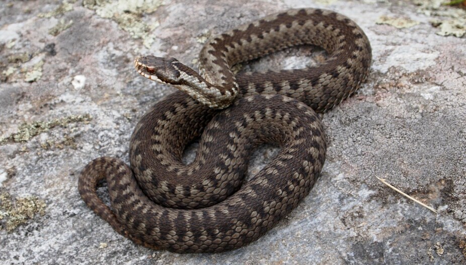 GIFTIG: Hoggormen er Norges eneste giftige slange. Når hoggormen er på jakt, kan hoggtennene lynraskt foldes ut og gapet kan nesten åpne seg 180 grader.