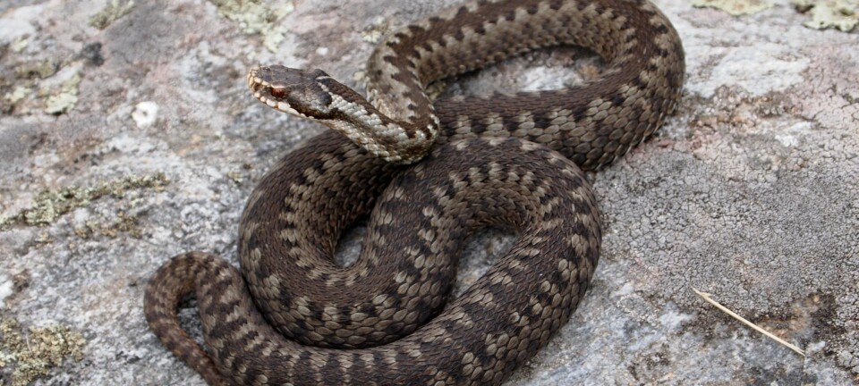 Barnefamilien var på tur da den lille gutten plutselig sa: «Mamma, det er mange slanger her»