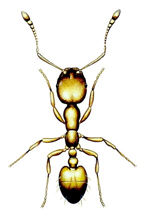 FARAOMAUR: Arbeiderne blir bare 2 - 2,5 mm. lange, mens dronningen kan bli dobbelt så stor. Maurene er brungule med en litt mørkere bakkropp.