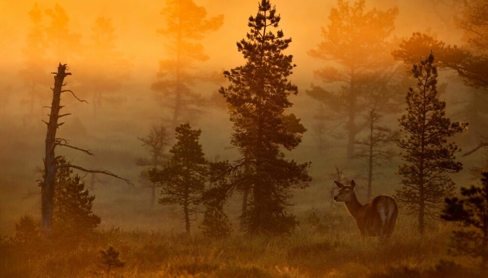 Bernt Østhus' "Kolle i morgengry" er ett av rundens 10 gullbilder.