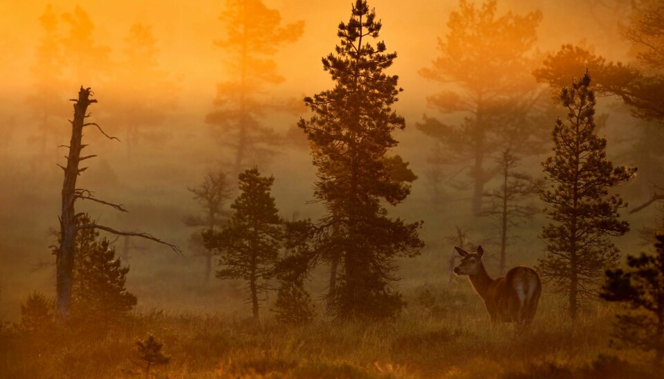 Bernt Østhus' 'Kolle i morgengry' er ett av rundens 10 gullbilder.