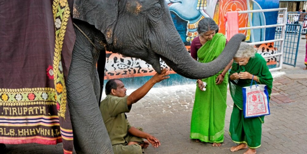 VELSIGNEDE SNABEL: I hinduismen er elefanten et hellig dyr. Derfor er det flere elefanter på tempelplassen.