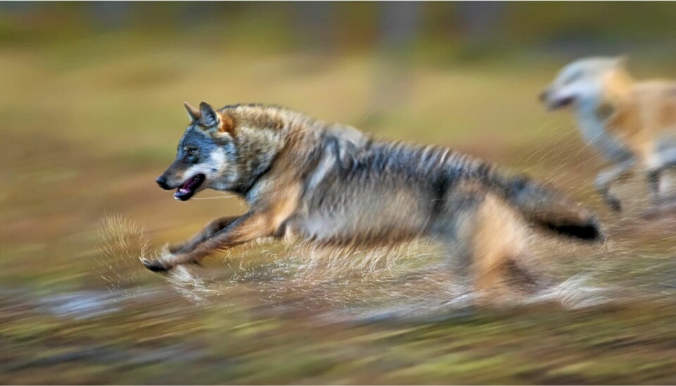 Terje Syltes gullbilde 'Wolf attack' er ett av gullbildene i årets siste runde.
