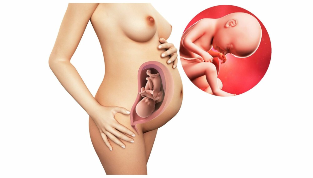 GRAVID UKE 33: Slik ser det ut i magen din etter 33 uker. GRAVID UKE 33: Slik ser det ut i magen din etter 33 uker.