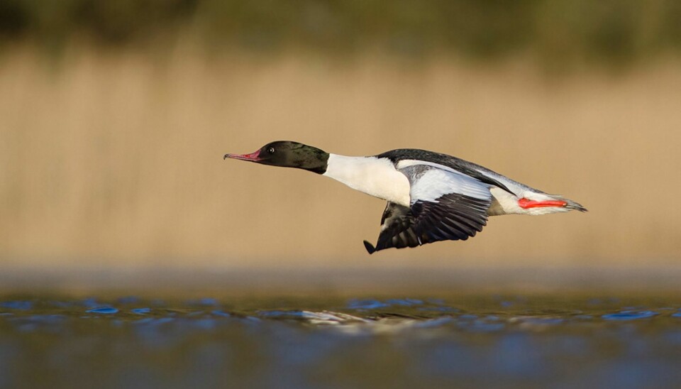 Trond Westbys bilde av en flygende laksand er ett av rundens 18 gullbilder.