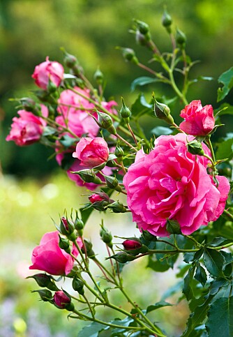 MYE SOL: Roser bør ha mye sol, men noen rosetyper takler skygge bedre enn andre.