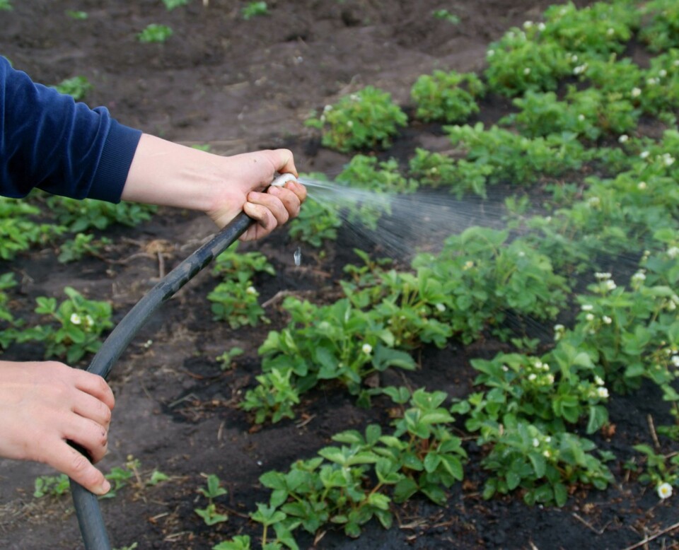 HUSK DETTE:  I tørre perioder med mye sol, varme og vind, må plantene i kjøkkenhagen din ha vann gjerne både en og to ganger til dagen.
