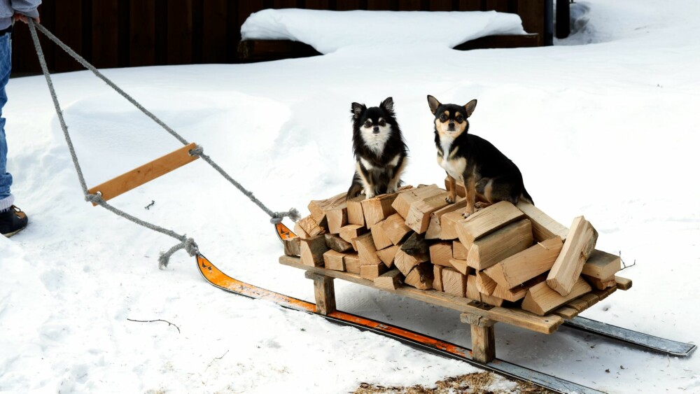 HYGGELIG SELSKAP: Hundene er med, og om de ikke akkurat er til så stor hjelp, så gjør de så godt de kan for å holde alle med selskap. Kjelken er hjemmelaget av gamle ski og noen trestykker. 