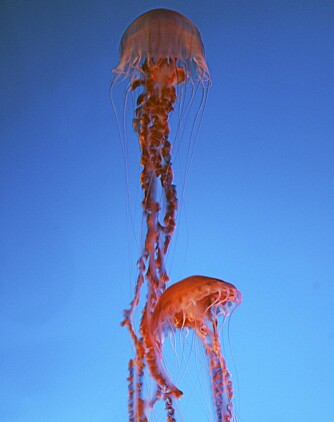 TENTAKLER: Enkelte maneter har tentakler som blir mer enn 30 meter lange.