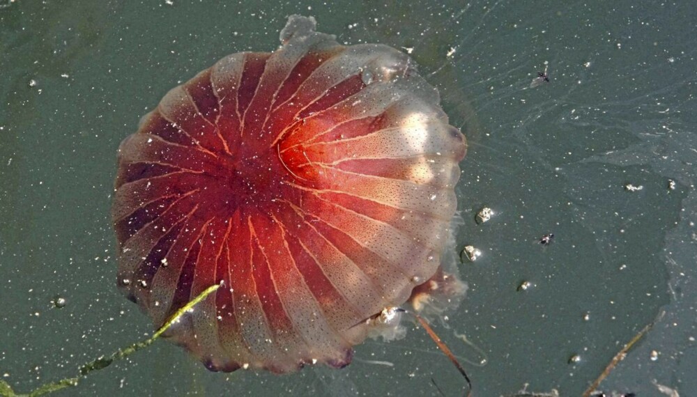 FORHATT BADEGJEST: Sviende og ubehagelig, men sjelden livstruende. Den rødbrune Cyanea Capillata regjerer i de norske farvann og bidrar ofte til ødelagt badesesong.