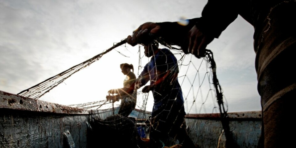 GARN: Fangstene fiskerne får i garnene er ofte gode.
