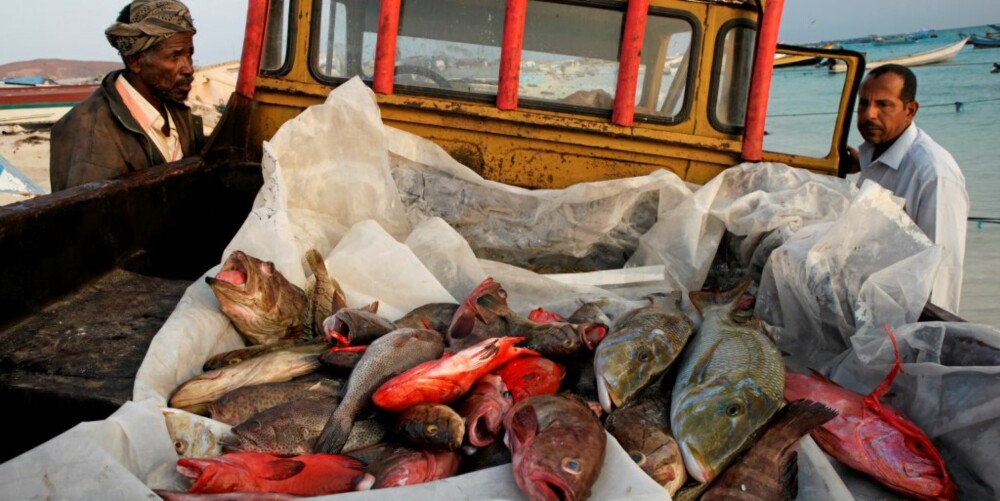 PEN FANGST: Omlag 360 kroner per fisker per dag er fortjenesten - hvis fangsten er god.