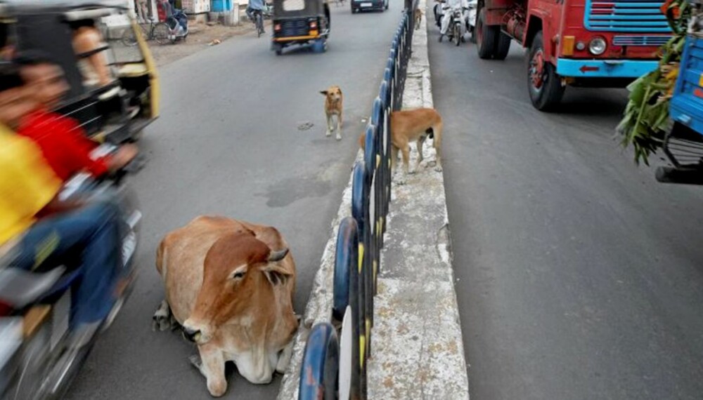 KUGALSKAP: Til tider vitner det om kugalskap i India - her må trafikken vike for dyrene.