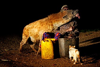 TØFF PUSEKATT: Til tross for et par sultne hyener, var ikek denne katten snauere enn at den gikk bort og rappet kjøtstykker fra Yussuf.