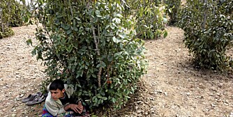 VOKTER KHAT: Bashir (15) ligger under en busk og vokter familiens khat.