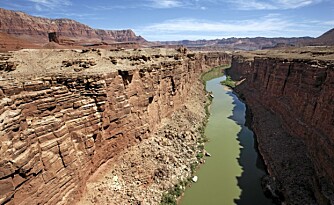 NÅR SJELDENT HAVET: Colorado River, som står for omlag 90 prosent av vannforbruket i Las Vegas, når sjelden havet.