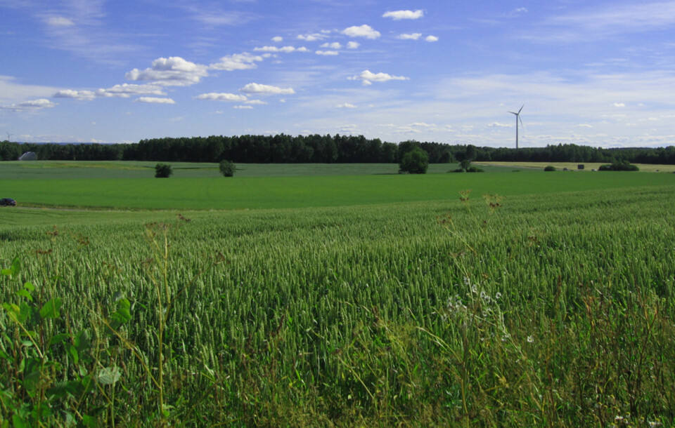 ÅPENT LANDSKAP: Vindmøllen er fokuspunkt og forteller om avstandene og et av bruksområdene til det flate landskapet.