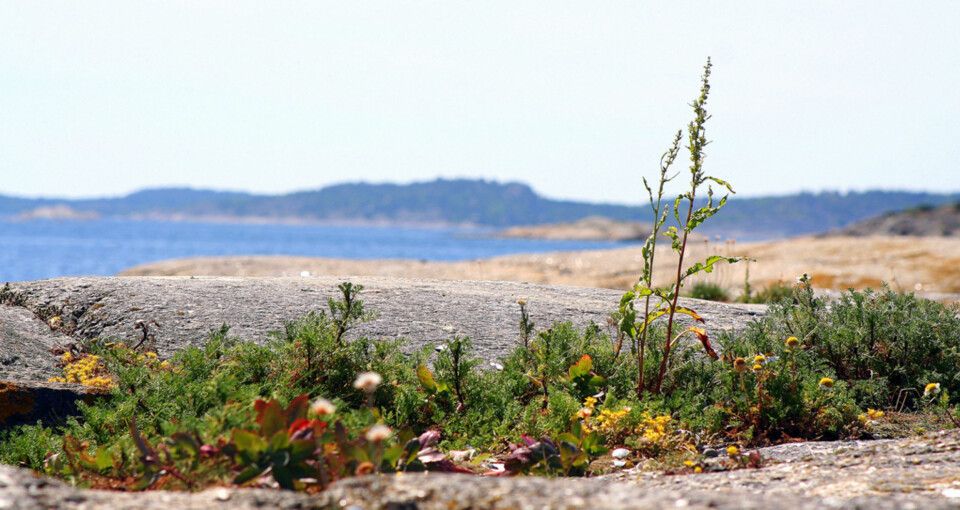 LITEN DYBDESKARPHET: Med blomstene så nærme objektivet, blir det umulig å få skarphet i hele bilde- selv med liten blender.