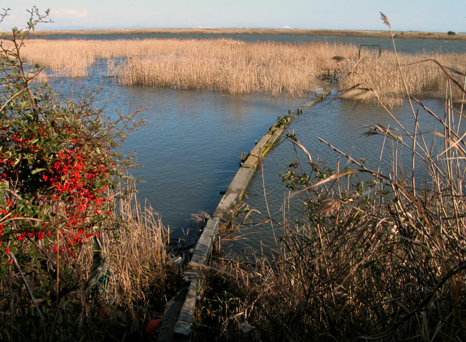 DYBDEFØLELSE: Blikket følger automatisk vannbroens diagonal innover i bildet, og bidrar til dybdefølelse. En svakt avrundet kurve gir mer ro og harmoni enn en snorrett strek.