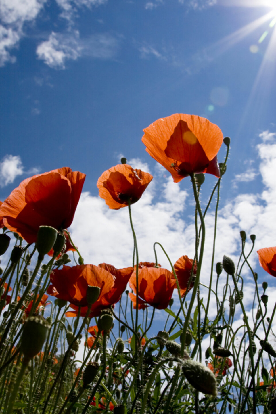 LAVT PERSPEKTIV: Bilde tatt nedenfra og opp gir inntrykk av at blomstene vokser inn i himmelen. Vidvinklet objektiv forstreker dramatikken og gir god dybdeskarphet.