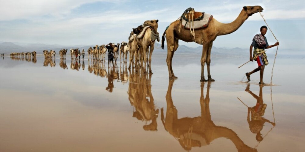 EN ANNEN VERDEN: Tusenvis av kameler passerer mot saltbruddet. 200 kilo bærer hver kamel. Synet av karavanen i de brune innsjøen er rett og slett som å være i en annen verden.